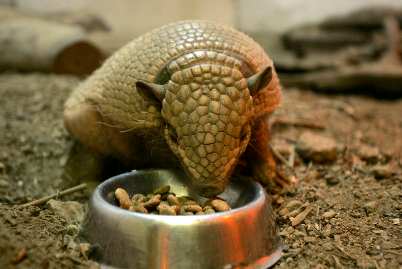 Illustration for article titled How the HECK Are Armadillos Real??!!